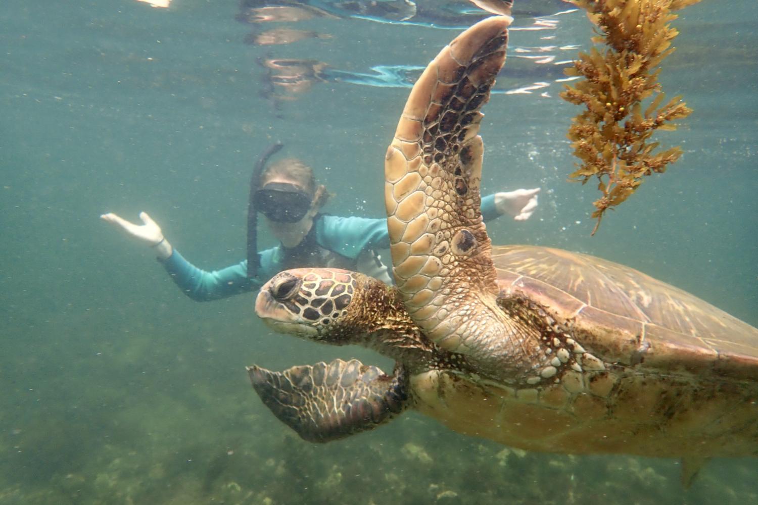 一名<a href='http://gtgq.ngskmc-eis.net'>博彩网址大全</a>学生在Galápagos群岛游学途中与一只巨龟游泳.